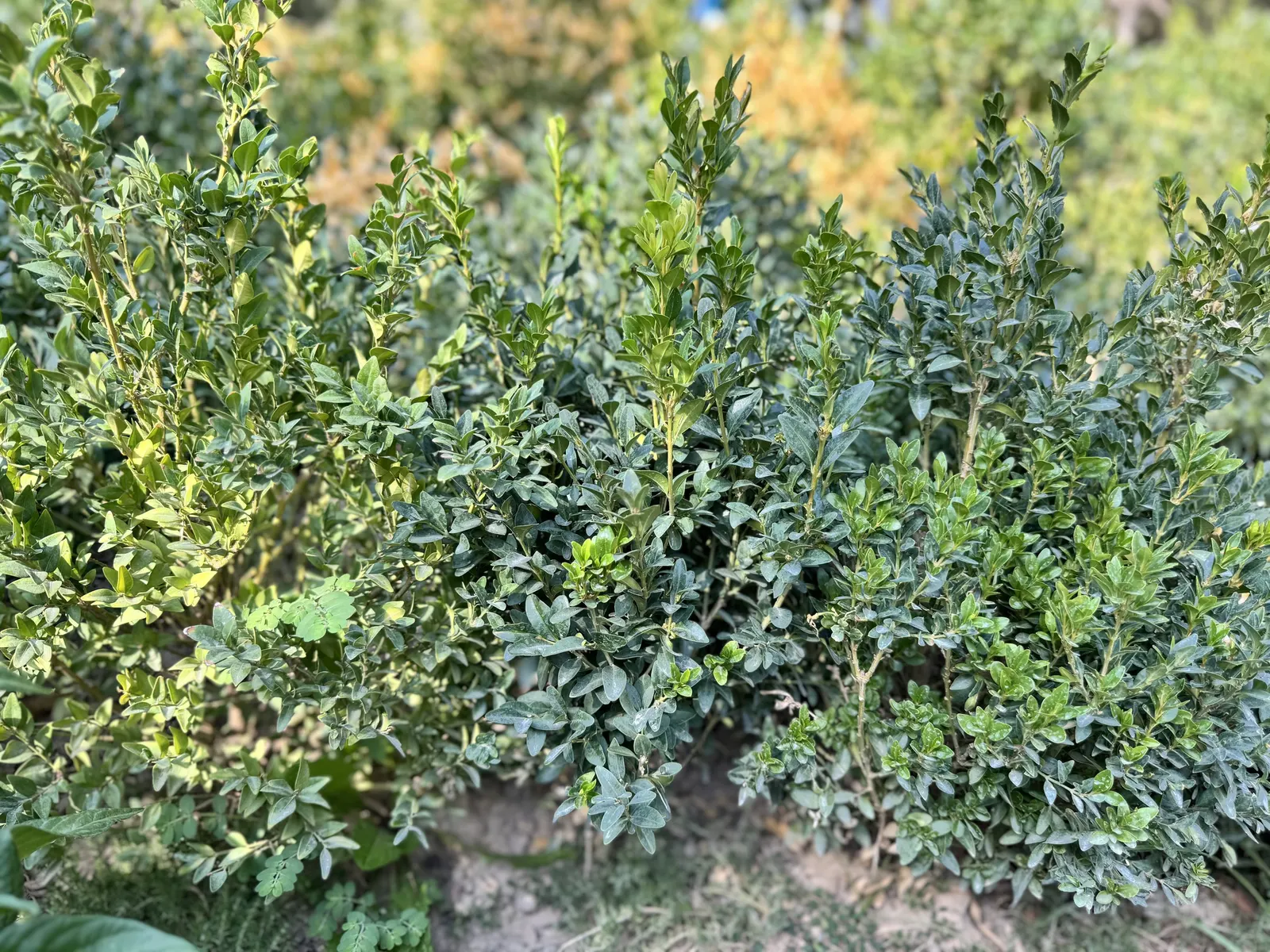 Dwarf English Boxwood (Buxus Sempervirens 'Suffruticosa') — finely-textured foliage and its ability to withstand careful pruning; plant your Dwarf, image 60