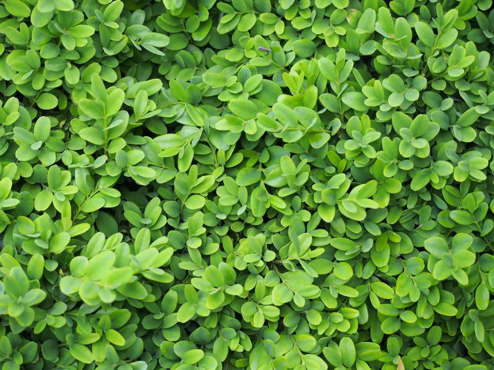 Dwarf English Boxwood (Buxus Sempervirens 'Suffruticosa') — although this can take several years due to its growth rate of 1 to 2 inches per year, image 63