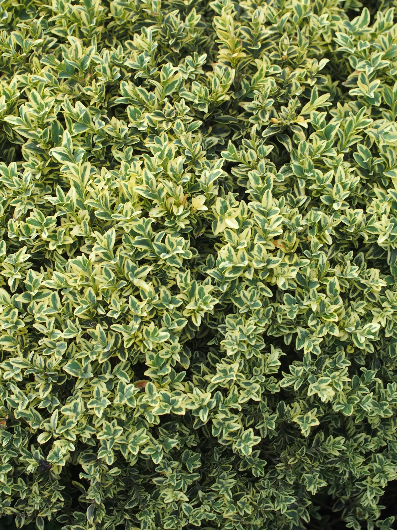 Dwarf English Boxwood (Buxus Sempervirens 'Suffruticosa') — particularly during dry spells; preferring partial to full sun, it thrives in, image 69