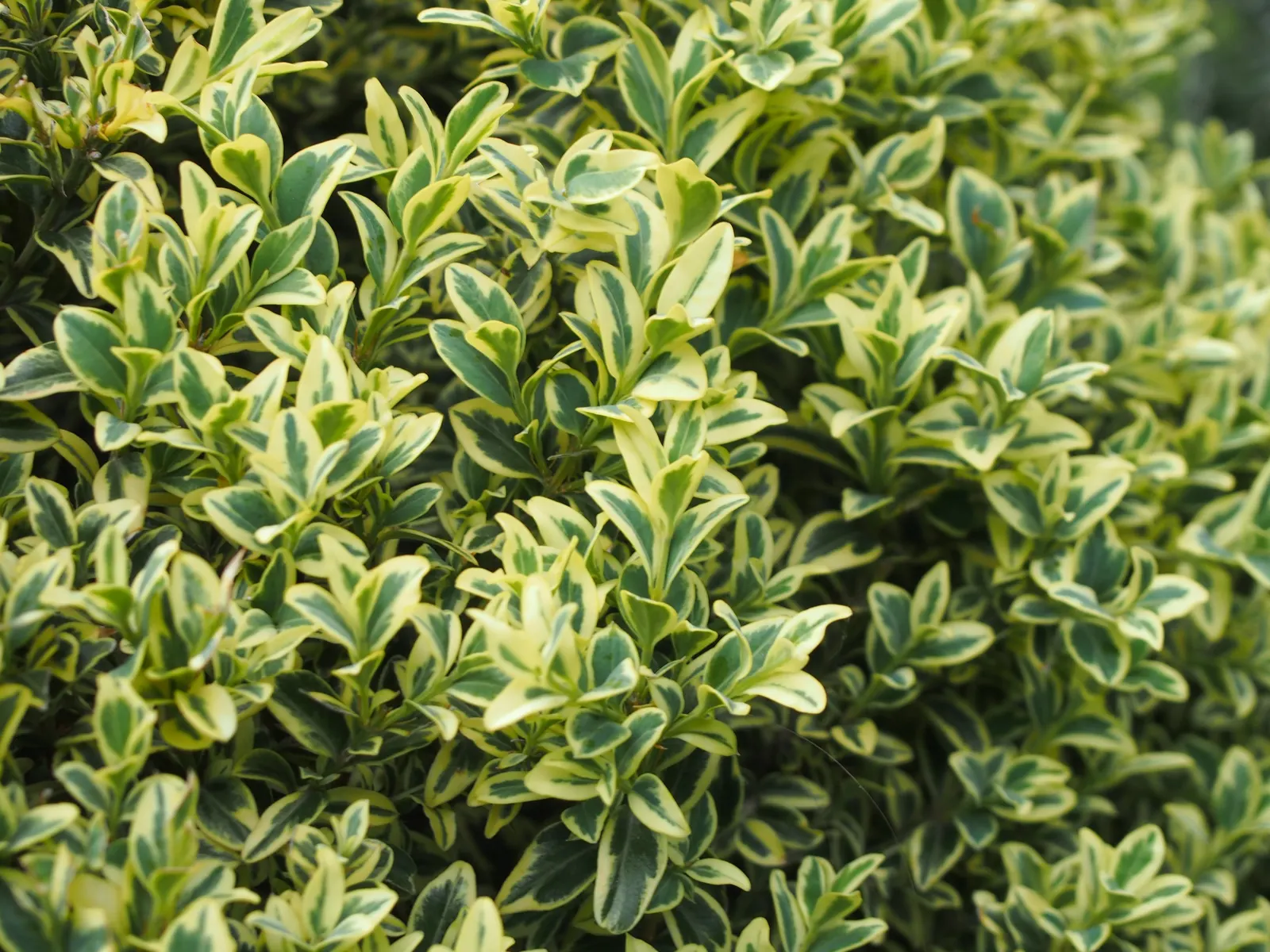 Dwarf English Boxwood (Buxus Sempervirens 'Suffruticosa') — embodying the essence of traditional garden design; adding visual interest throughout, image 74