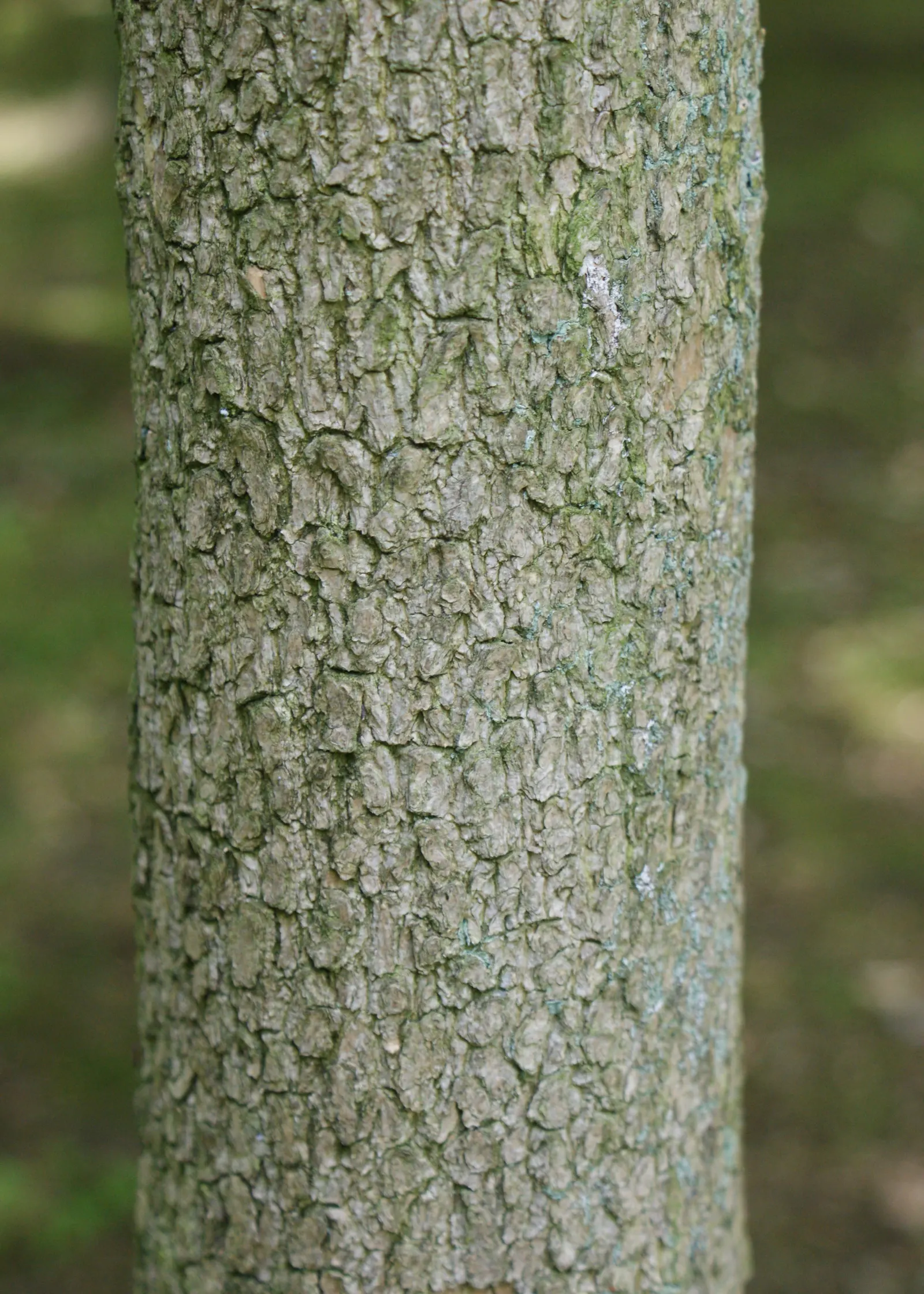 Dwarf English Boxwood (Buxus Sempervirens 'Suffruticosa') — The Dwarf English Boxwood (Buxus sempervirens 'Suffruticosa') is a compact evergreen, image 76