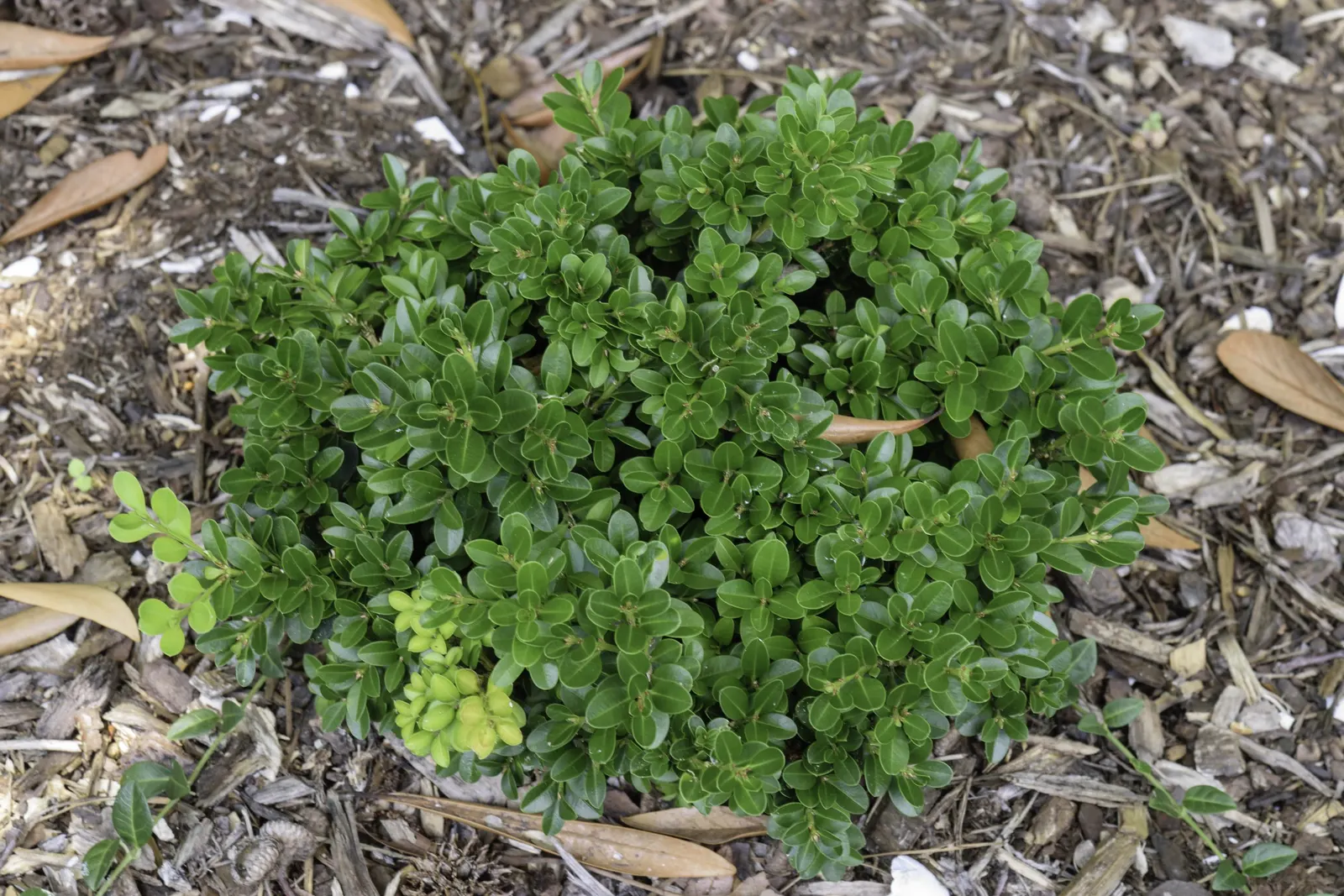 Dwarf English Boxwood (Buxus Sempervirens 'Suffruticosa') — It boasts small, glossy leaves that remain green year-round