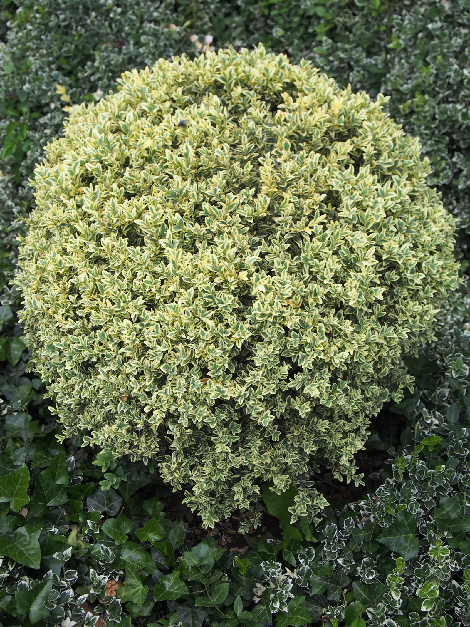 Dwarf English Boxwood (Buxus Sempervirens 'Suffruticosa') — This slow-growing shrub typically reaches 2-3 feet in height and width; making it ideal, image 77
