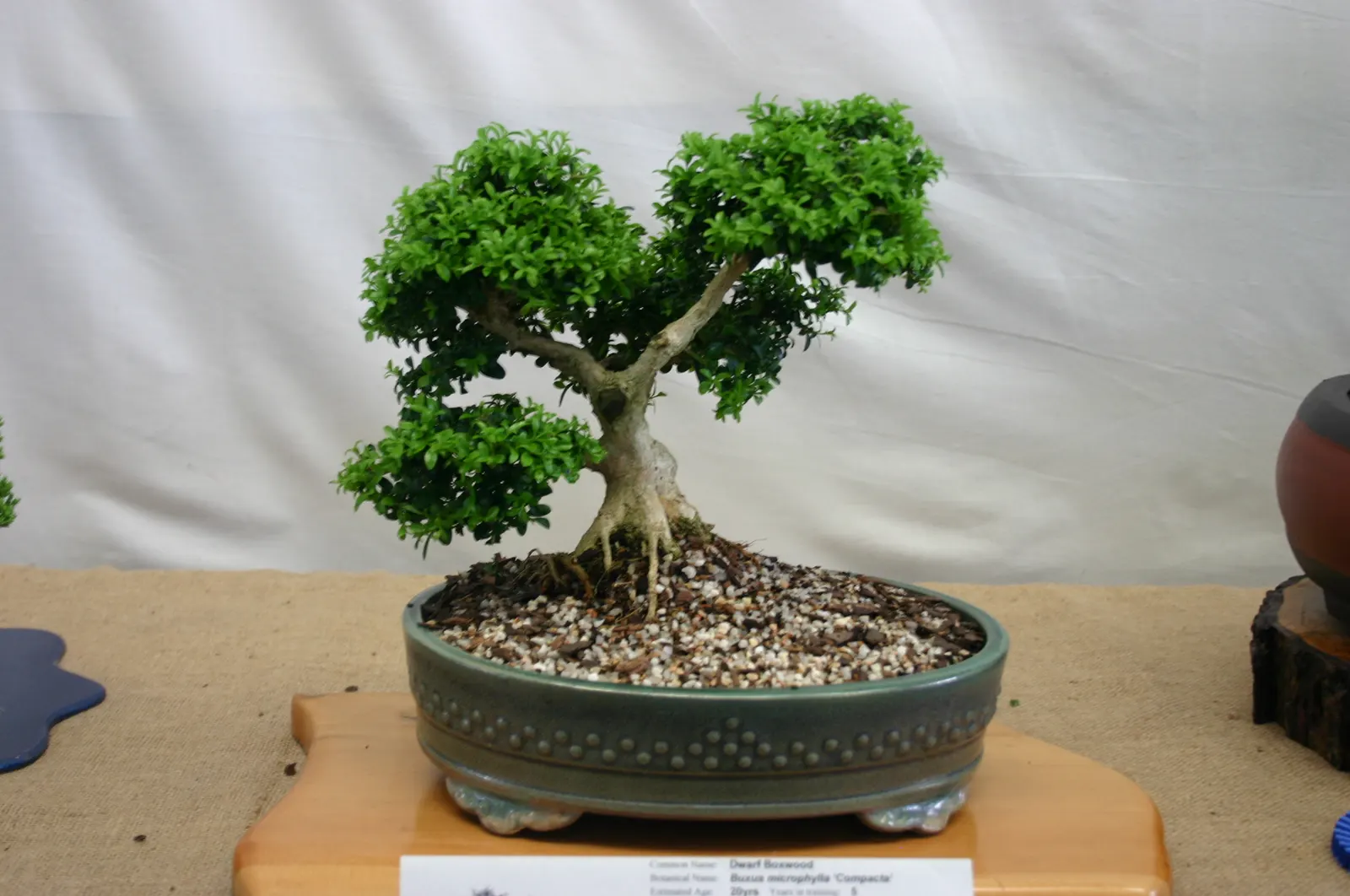 Dwarf English Boxwood (Buxus Sempervirens 'Suffruticosa') — making it ideal for low hedges or garden accents