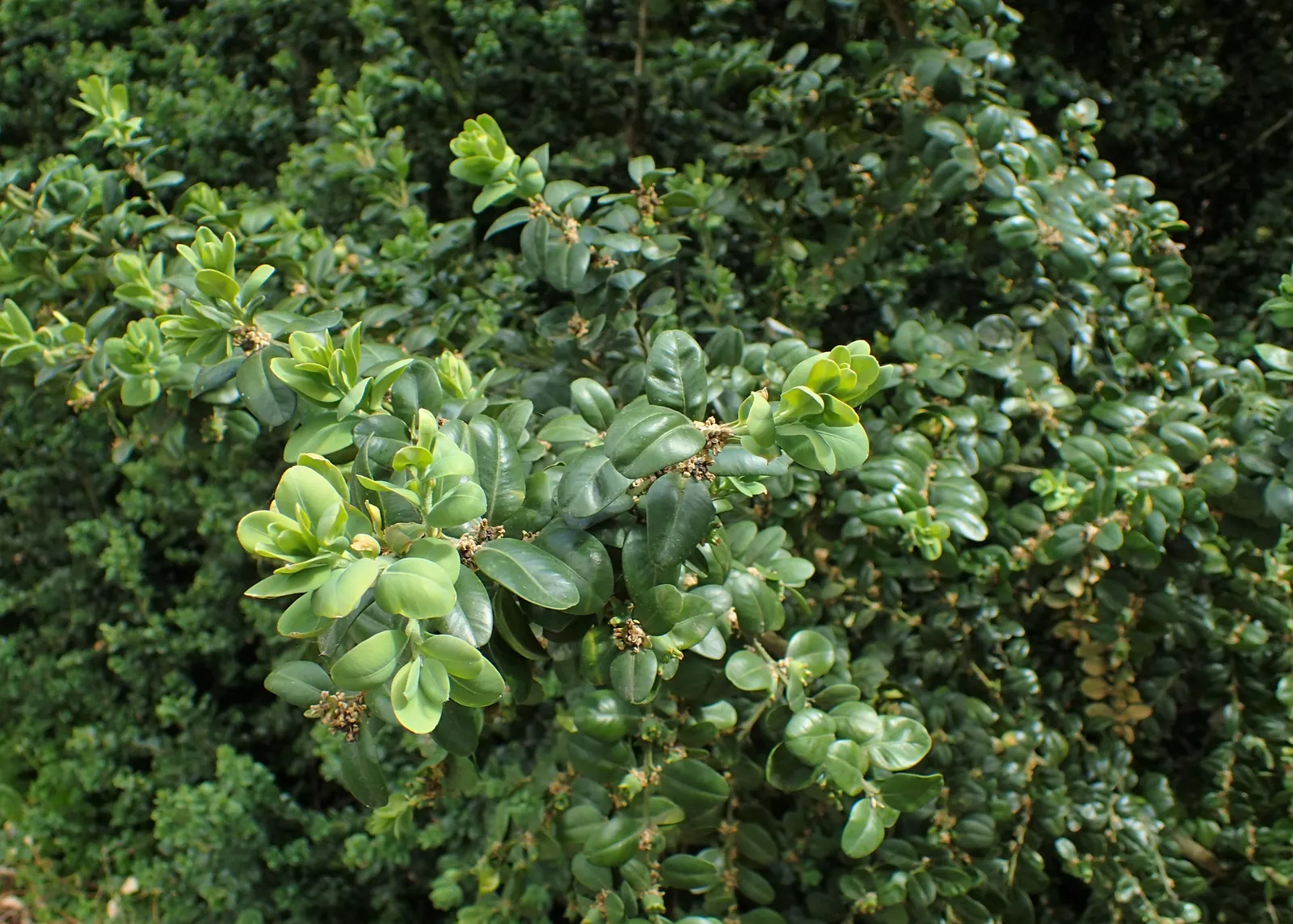 Dwarf English Boxwood (Buxus Sempervirens 'Suffruticosa') — making it ideal for low hedges or garden accents; it thrives in full sun to part shade and requires