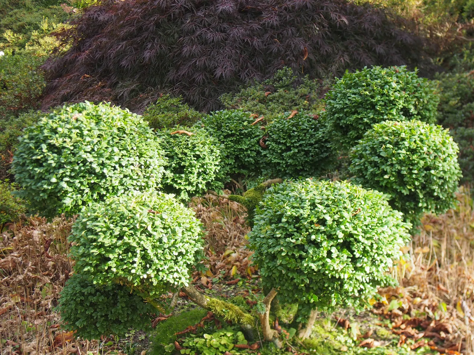 Dwarf English Boxwood (Buxus Sempervirens 'Suffruticosa') — embodying the essence of traditional garden design
