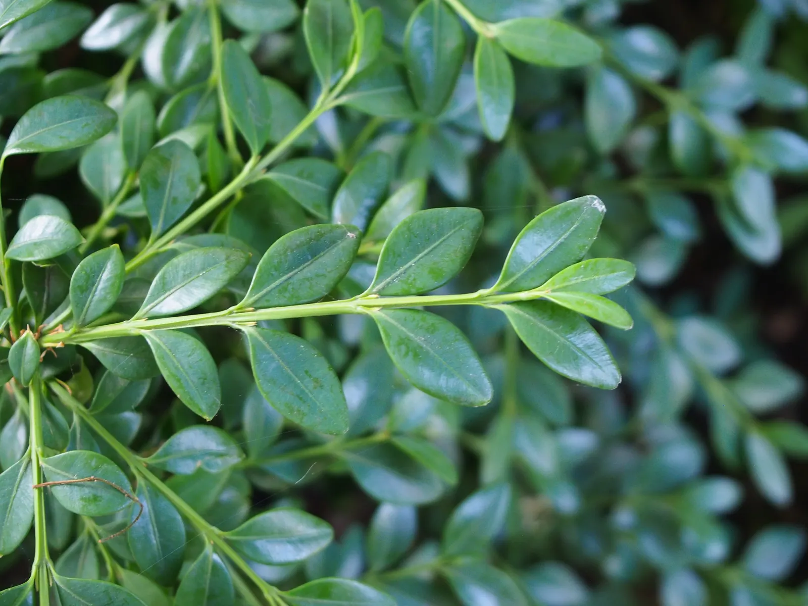 Dwarf English Boxwood (Buxus Sempervirens 'Suffruticosa') — Preferring partial to full sun, it thrives in well-drained soil; scientifically known, image 80