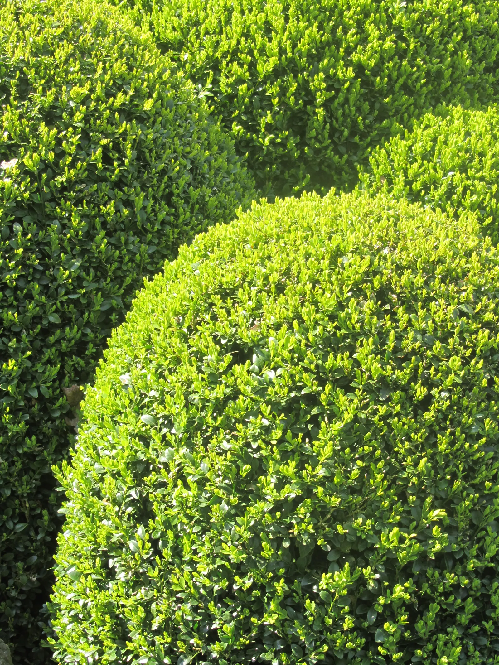 Dwarf English Boxwood (Buxus Sempervirens 'Suffruticosa') — but be careful to avoid overwatering to prevent root rot; the Dwarf English Boxwood reaches a