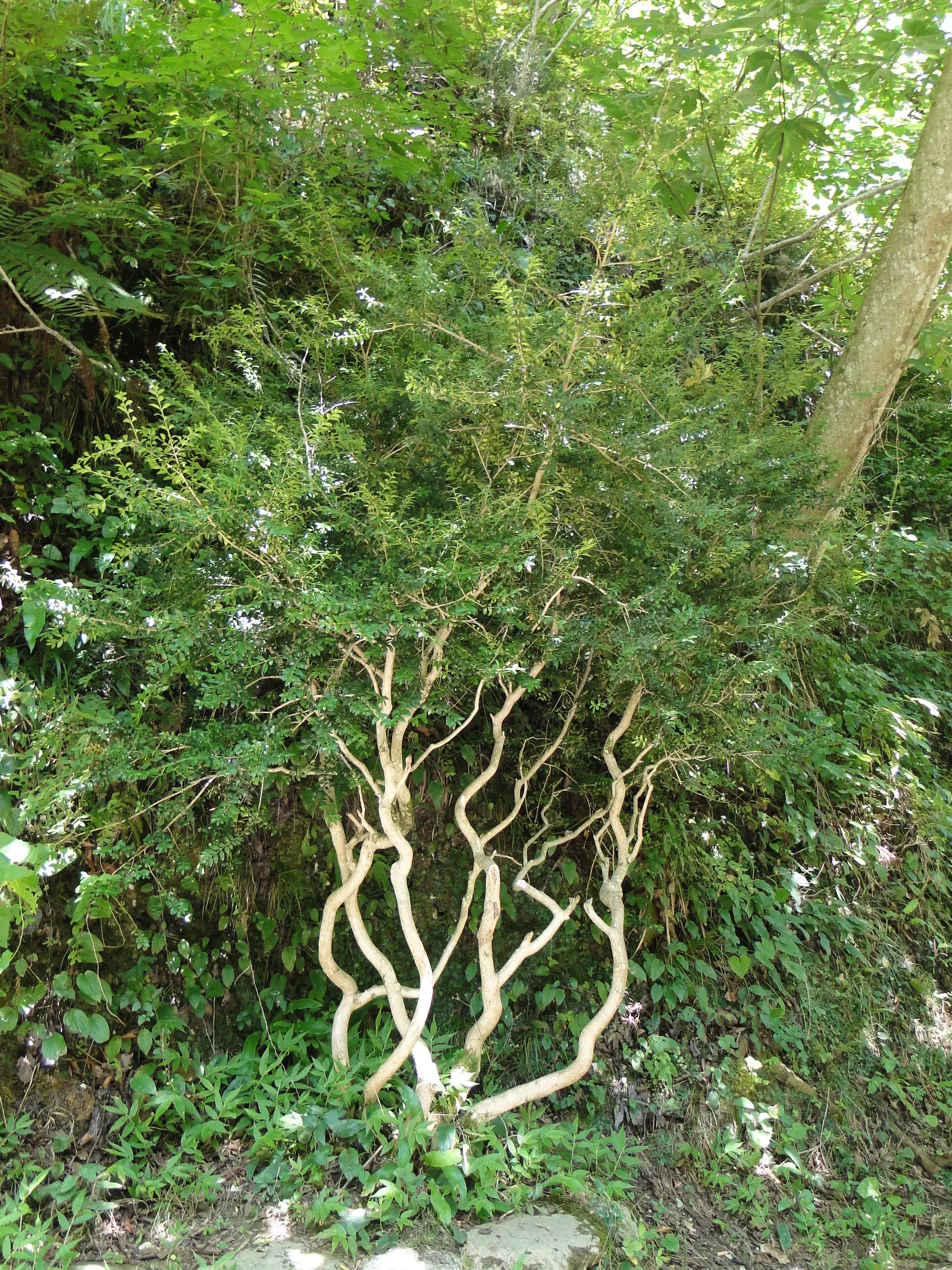 Dwarf English Boxwood (Buxus Sempervirens 'Suffruticosa') — It thrives in full sun to part shade and requires regular watering; low-maintenance addition to any