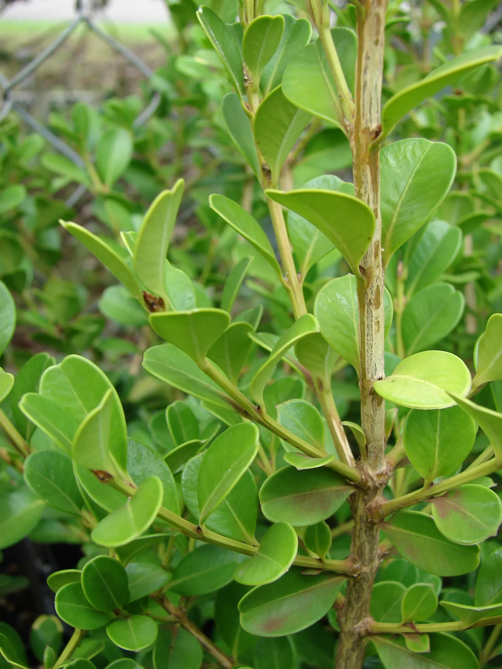 Dwarf English Boxwood (Buxus Sempervirens 'Suffruticosa') — particularly during dry spells; preferring partial to full sun, it thrives in well-drained soil