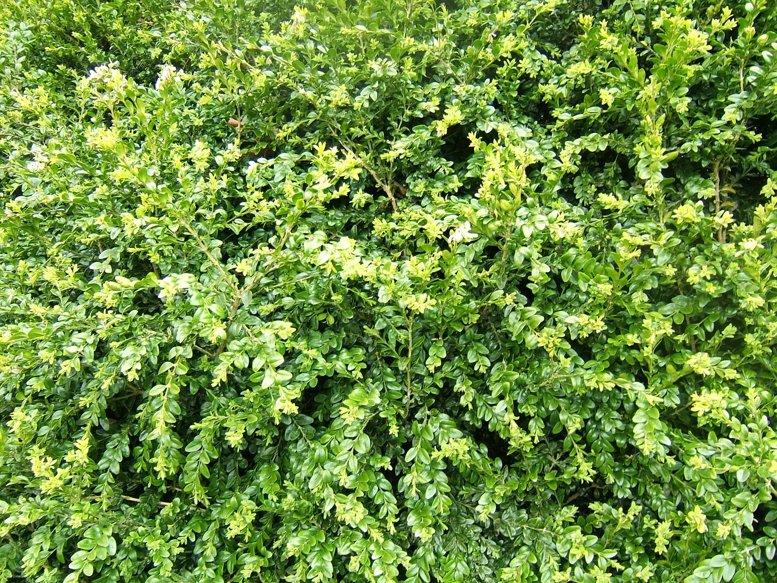 Dwarf English Boxwood (Buxus Sempervirens 'Suffruticosa') — The Dwarf English Boxwood (Buxus sempervirens 'Suffruticosa') is a compact evergreen, image 51
