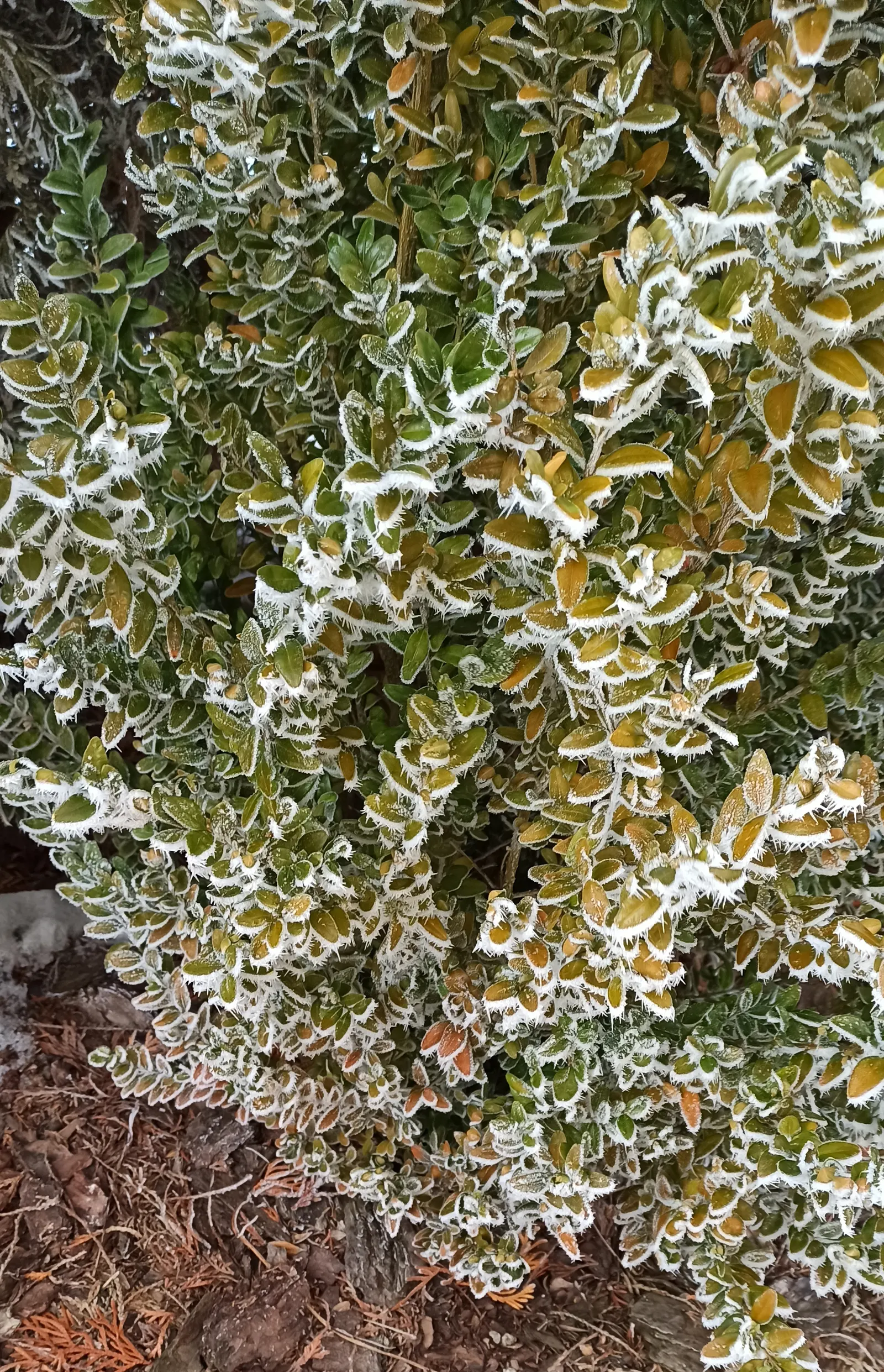 Dwarf English Boxwood (Buxus Sempervirens 'Suffruticosa') — scientifically known as Buxus sempervirens 'Suffruticosa'; zones 5 to 8 offer the best, image 57