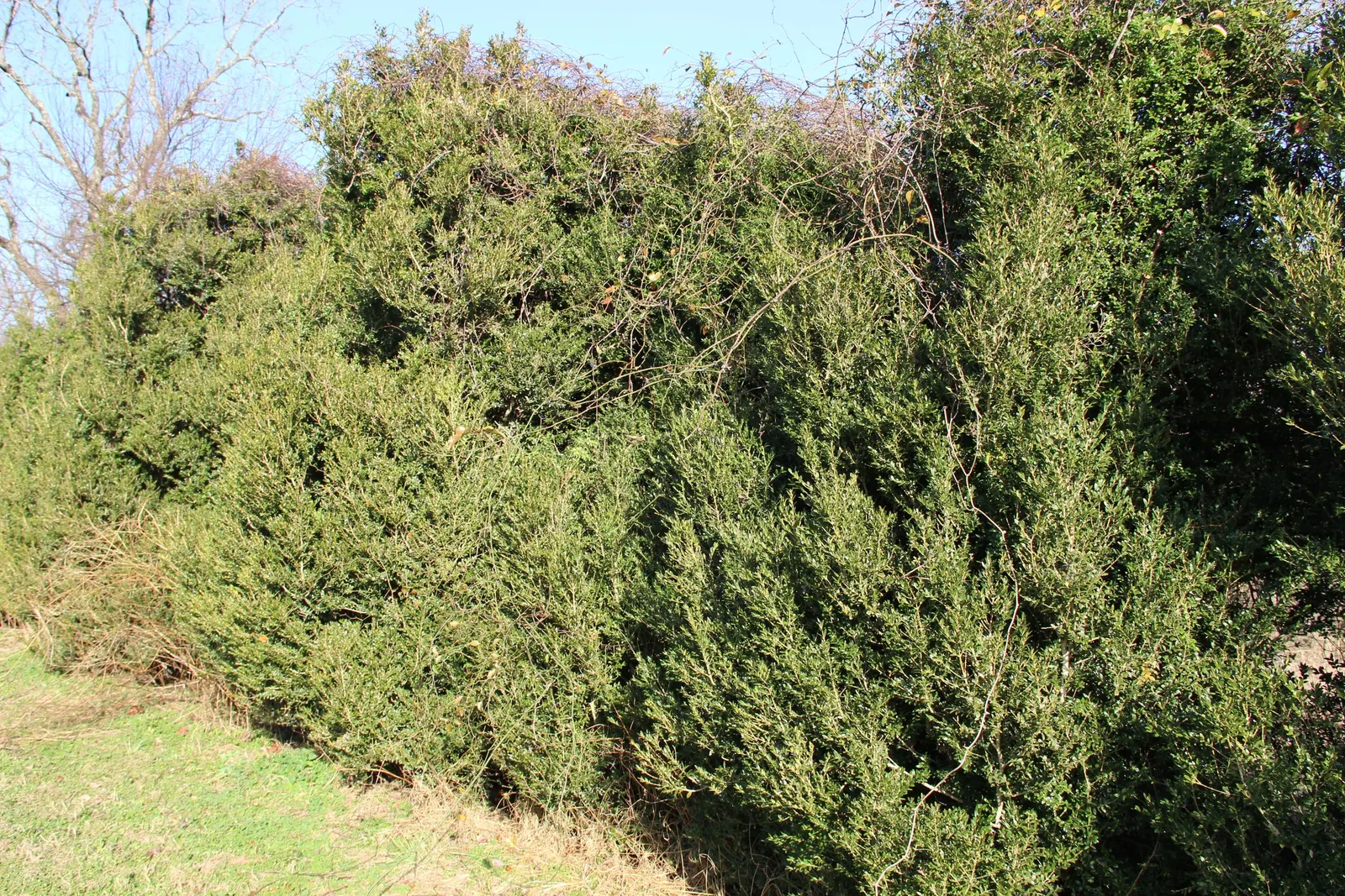 Dwarf English Boxwood (Buxus Sempervirens 'Suffruticosa') — Zones 5 to 8 offer the best growing conditions for this hardy variety; particularly, image 71