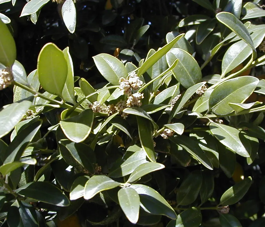 Dwarf English Boxwood (Buxus Sempervirens 'Suffruticosa') — Zones 5 to 8 offer the best growing conditions for this hardy variety; particularly during dry