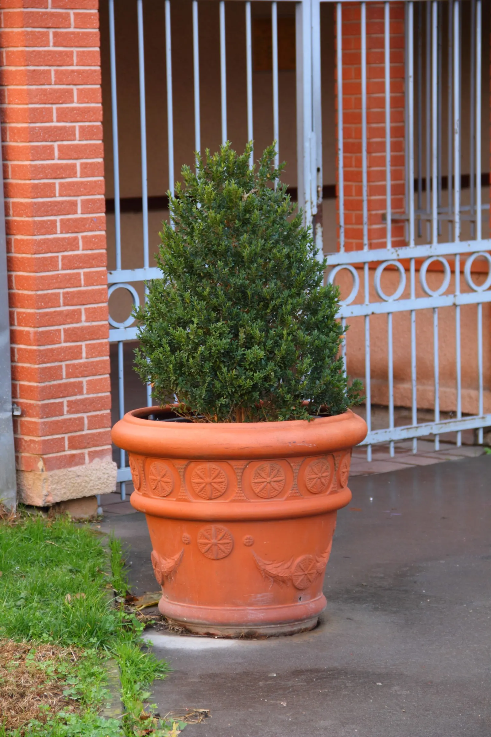 Dwarf English Boxwood (Buxus Sempervirens 'Suffruticosa') — finely-textured foliage and its ability to withstand careful pruning; plant your Dwarf English