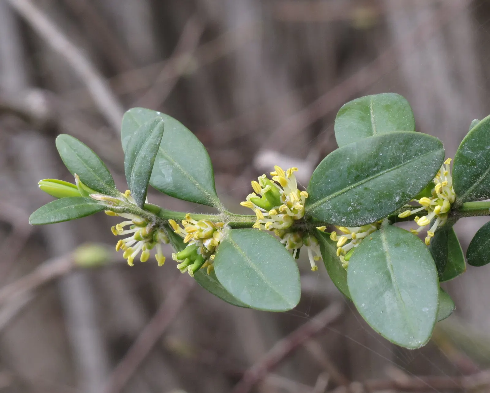 Dwarf English Boxwood (Buxus Sempervirens 'Suffruticosa') — This slow-growing shrub typically reaches 2-3 feet in height and width; making it ideal, image 52