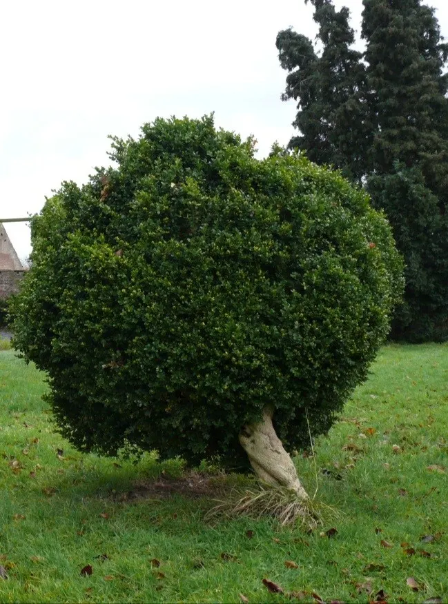 Dwarf English Boxwood (Buxus Sempervirens 'Suffruticosa') — is a classic choice for creating structured and formal landscapes; making it ideal for, image 58