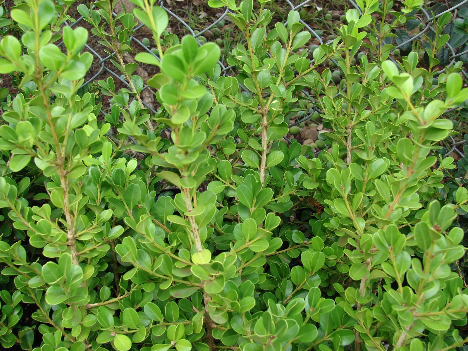 Dwarf English Boxwood (Buxus Sempervirens 'Suffruticosa') — is a classic choice for creating structured and formal landscapes