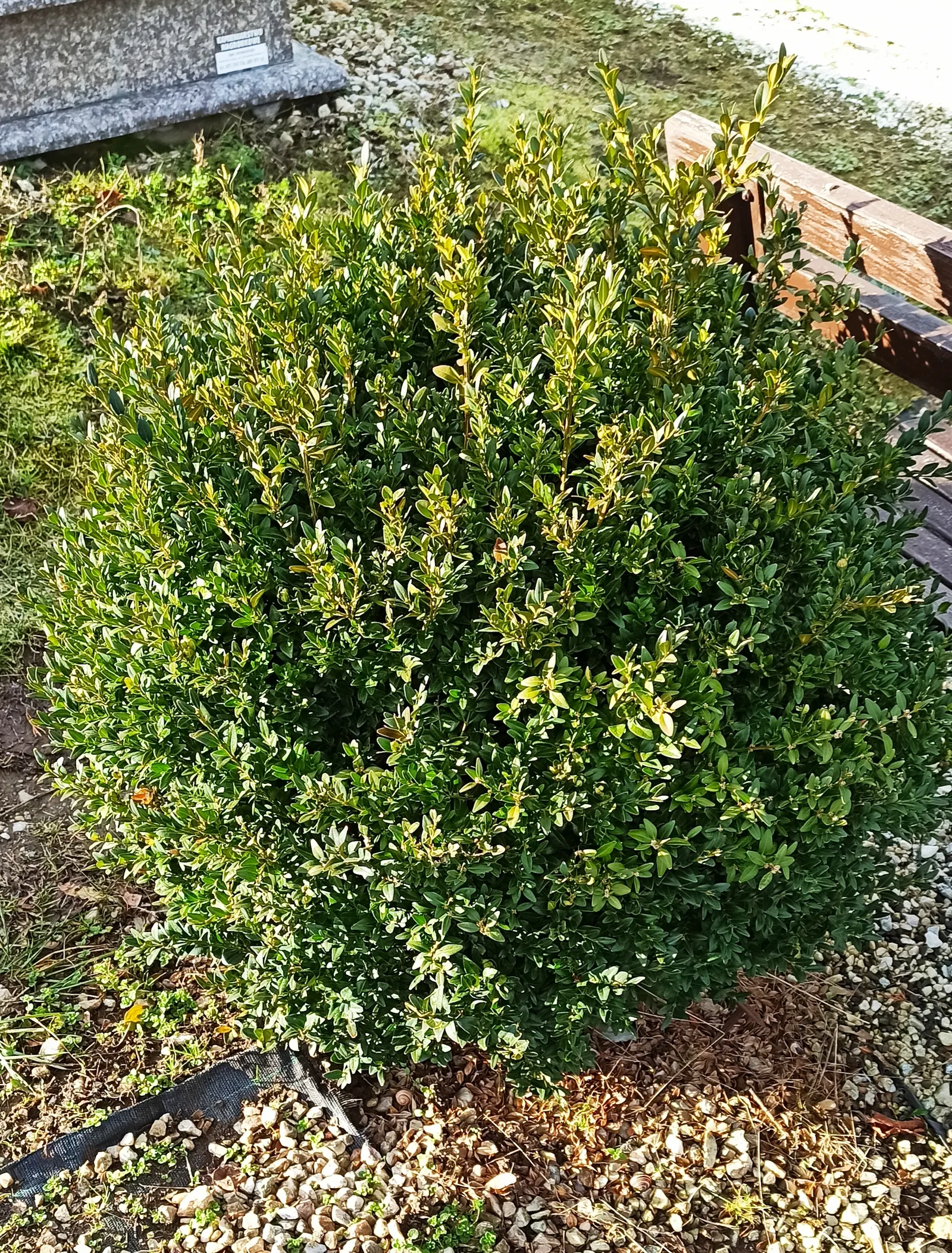 Dwarf English Boxwood (Buxus Sempervirens 'Suffruticosa') — the Dwarf English Boxwood will provide an elegant; the Dwarf English Boxwood (Buxus, image 72