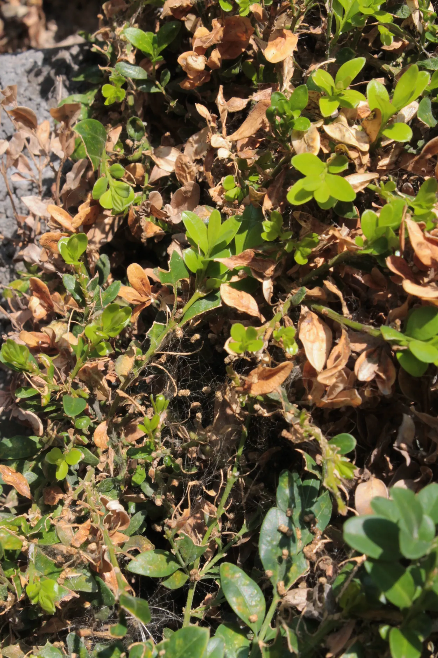 Dwarf English Boxwood (Buxus Sempervirens 'Suffruticosa') — low-maintenance addition to any landscape; is a classic choice for creating structured and formal