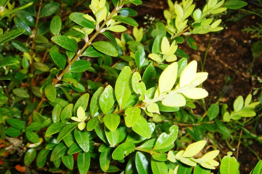 Dwarf English Boxwood (Buxus Sempervirens 'Suffruticosa') — making it ideal for low hedges or garden accents; it thrives in full sun to part shade, image 53
