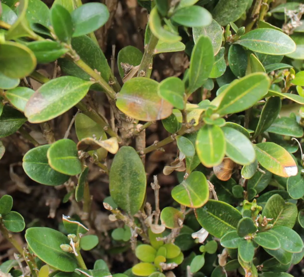 Dwarf English Boxwood (Buxus Sempervirens 'Suffruticosa') — plant your Dwarf English Boxwood in well-drained soil with a pH of 6.5 to 7.5; the boxwood produces