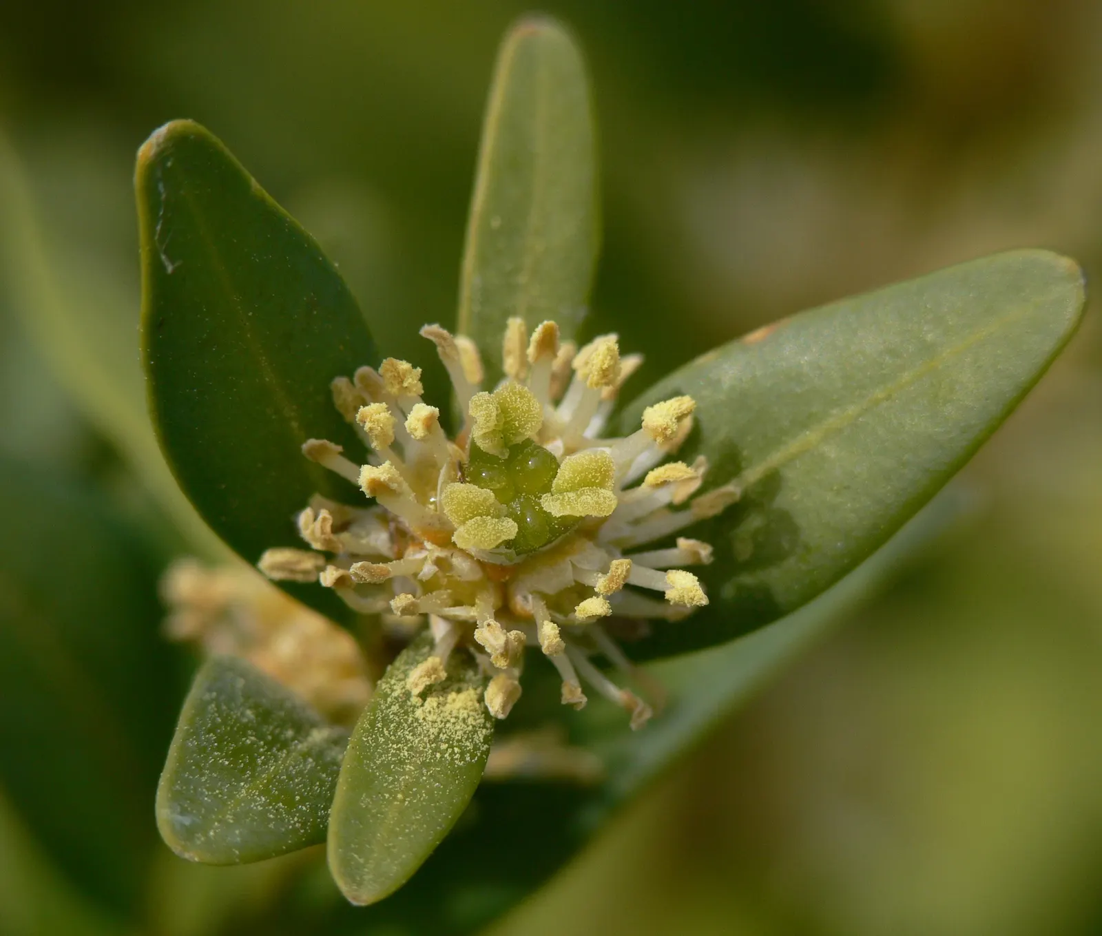 Dwarf English Boxwood (Buxus Sempervirens 'Suffruticosa') — finely-textured foliage and its ability to withstand careful pruning