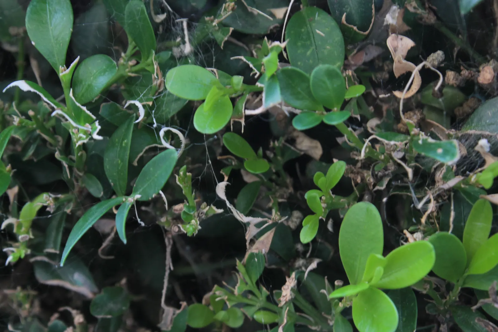 Dwarf English Boxwood (Buxus Sempervirens 'Suffruticosa') — although this can take several years due to its growth rate of 1 to 2 inches per year