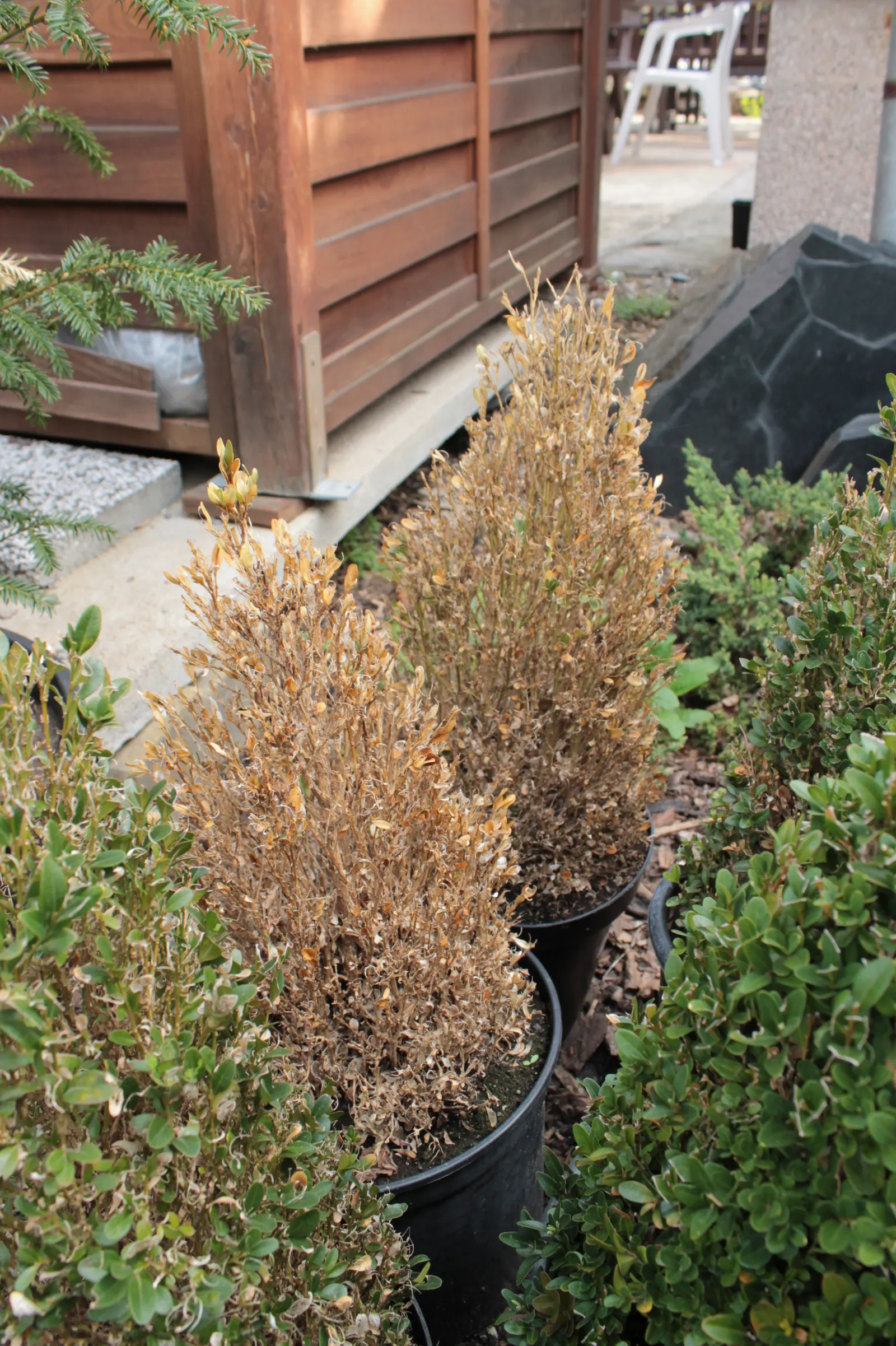 Dwarf English Boxwood (Buxus Sempervirens 'Suffruticosa') — with a glossy finish that catches the light; but be careful to avoid overwatering to prevent root