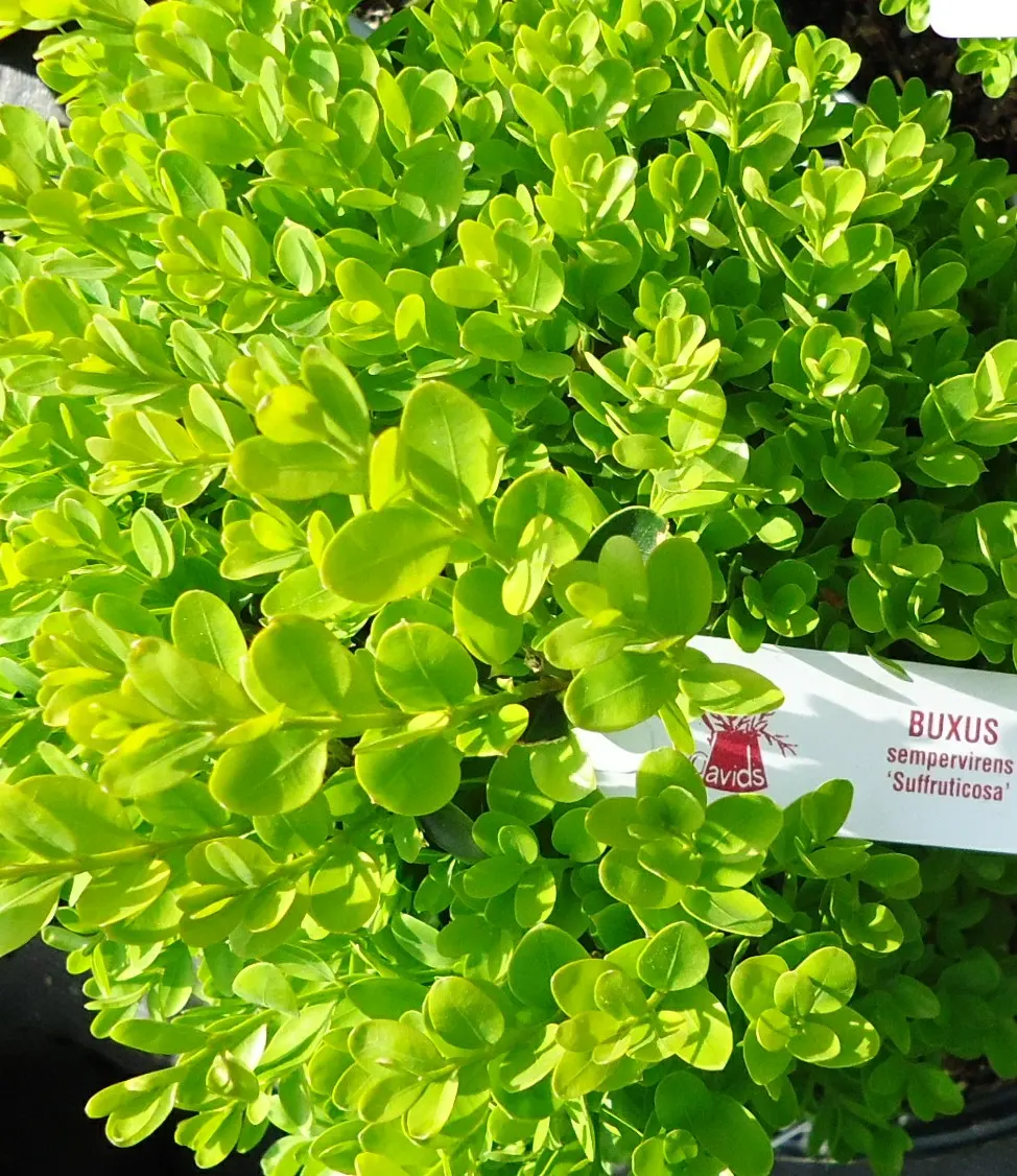 Dwarf English Boxwood (Buxus Sempervirens 'Suffruticosa') — It boasts small, glossy leaves that remain green year-round; shrub for full or half