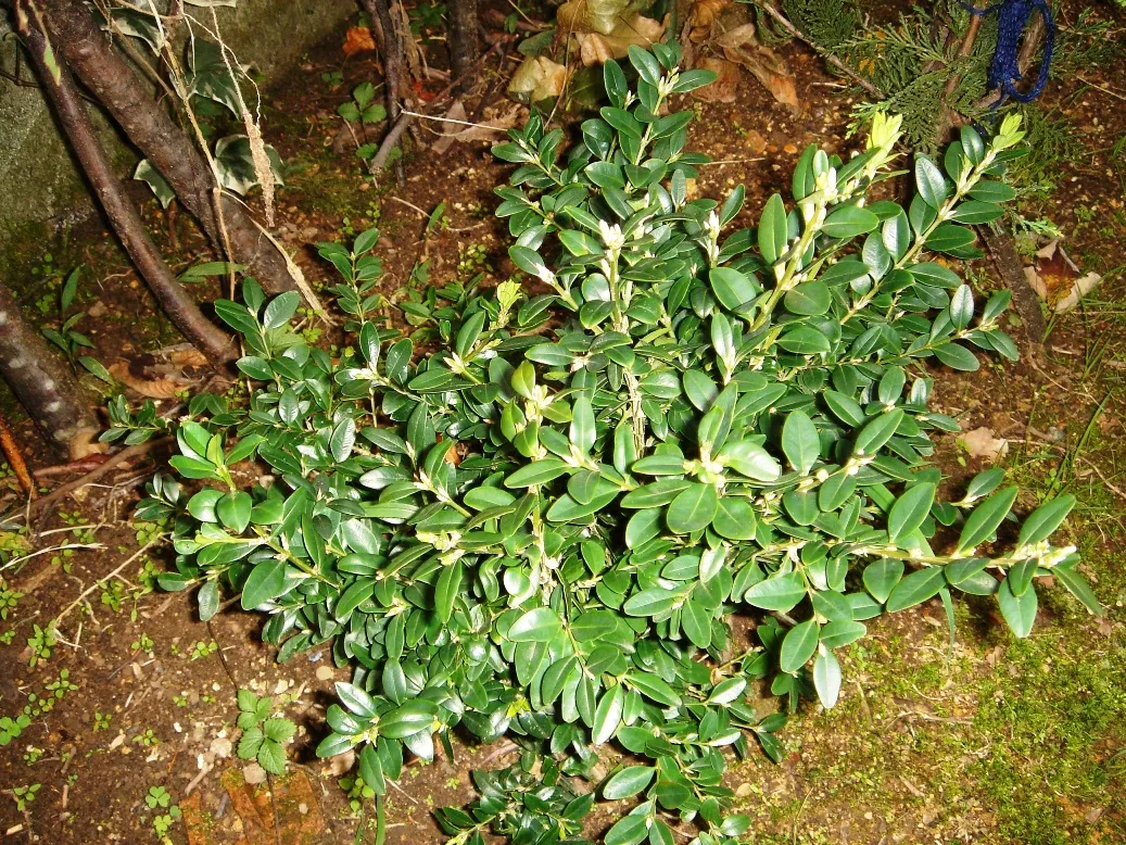 Dwarf English Boxwood (Buxus Sempervirens 'Suffruticosa') — It boasts small, glossy leaves that remain green year-round; shrub for full or half, image 54