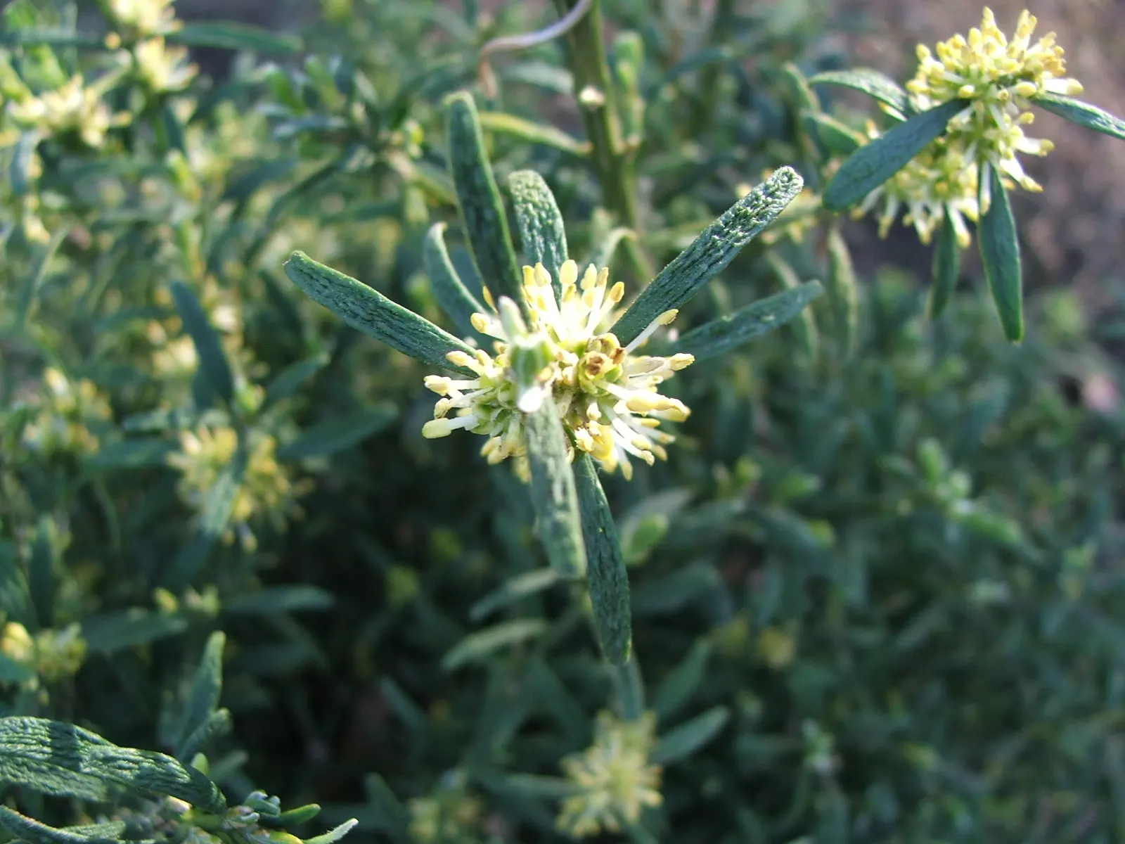 Dwarf English Boxwood (Buxus Sempervirens 'Suffruticosa') — the boxwood produces inconspicuous creamy-yellow flowers