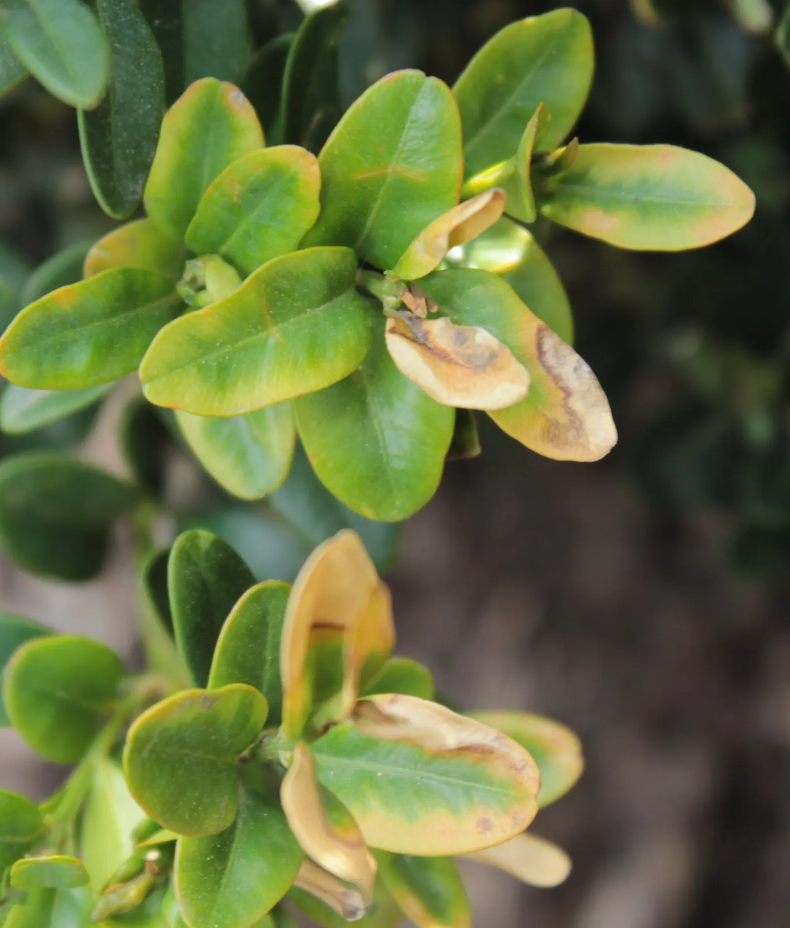 Dwarf English Boxwood (Buxus Sempervirens 'Suffruticosa') — This slow-growing shrub typically reaches 2-3 feet in height and width