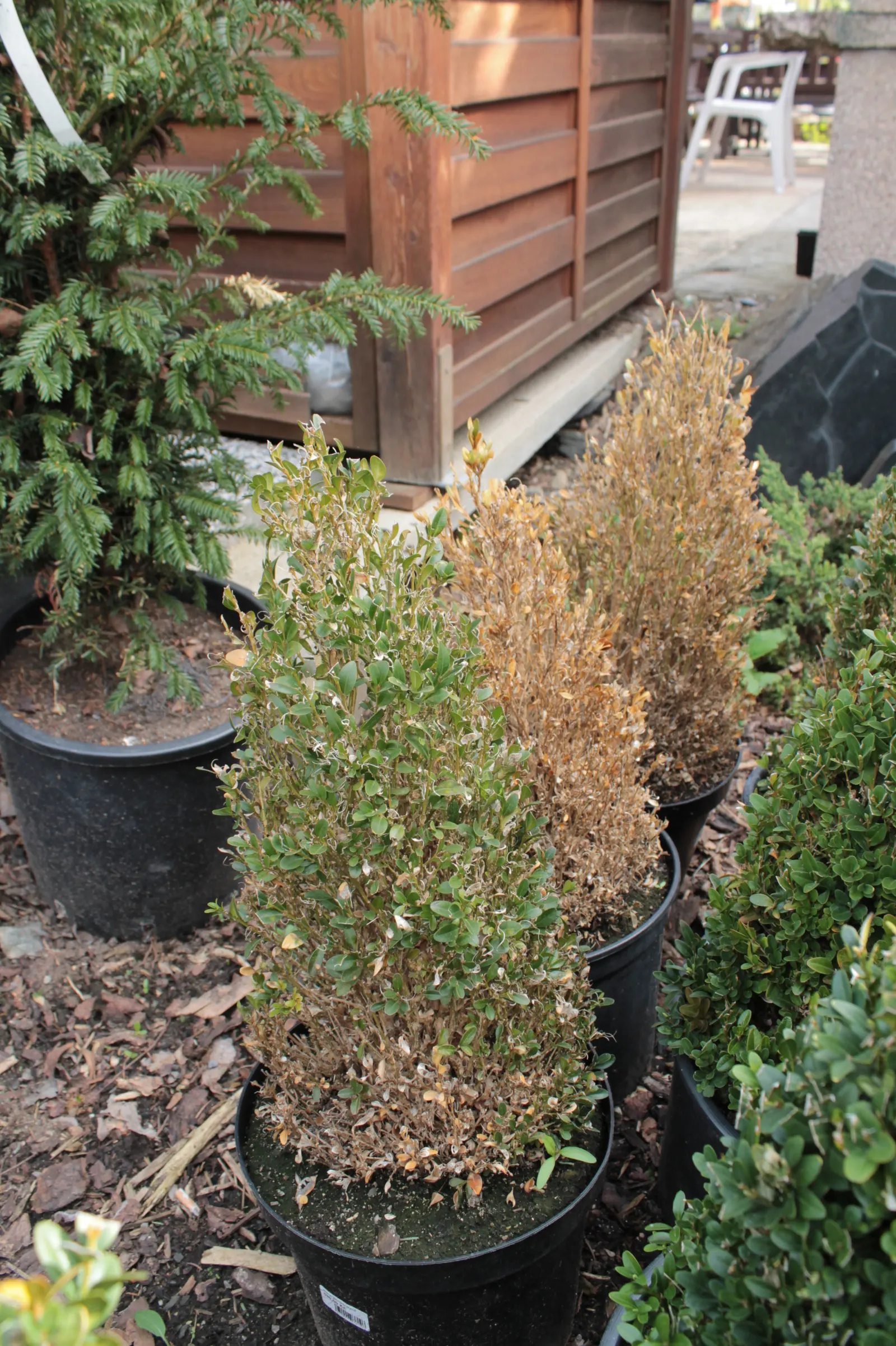 Dwarf English Boxwood (Buxus Sempervirens 'Suffruticosa') — Prune periodically to maintain its neat appearance; with a glossy finish that catches the light