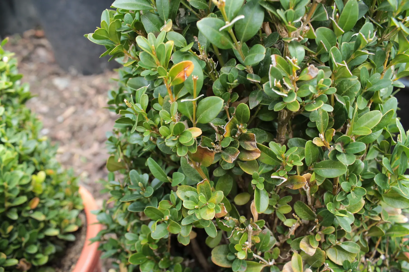 Dwarf English Boxwood (Buxus Sempervirens 'Suffruticosa') — Preferring partial to full sun, it thrives in well-drained soil