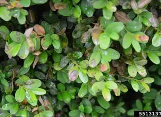 Dwarf English Boxwood (Buxus Sempervirens 'Suffruticosa') — adding visual interest throughout the year; this slow-growing shrub typically reaches 2-3 feet in