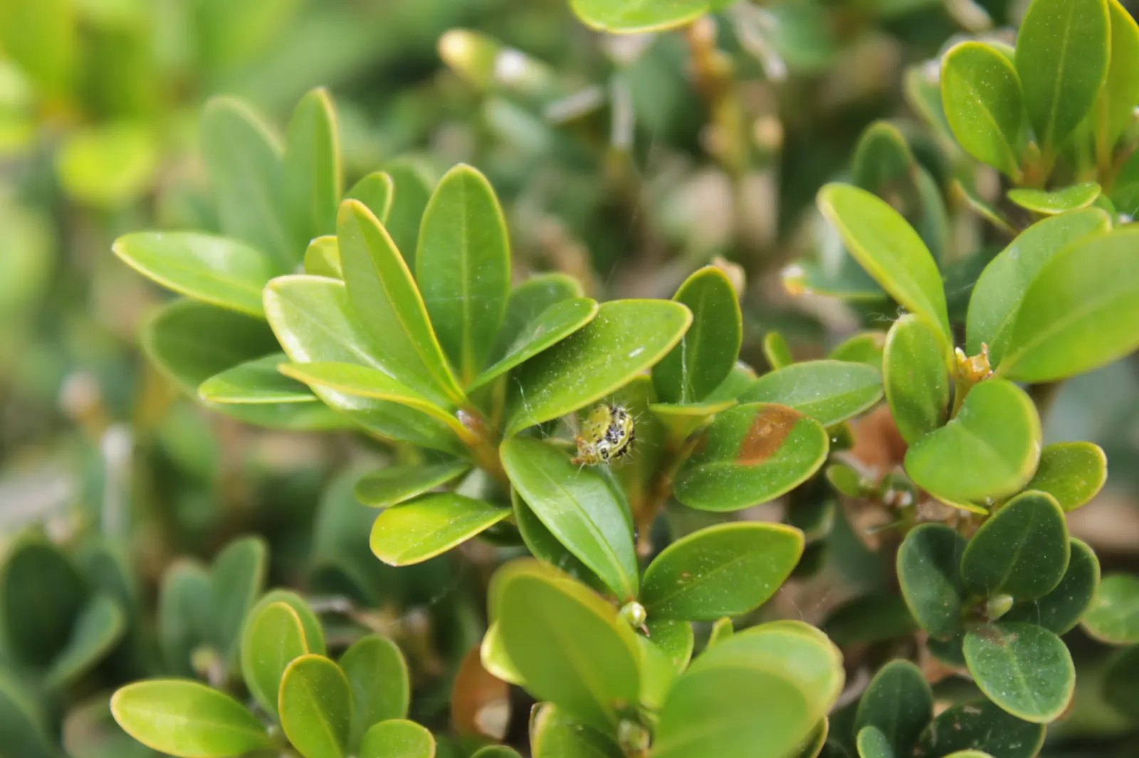 Dwarf English Boxwood (Buxus Sempervirens 'Suffruticosa') — Preferring partial to full sun, it thrives in well-drained soil; scientifically known, image 55