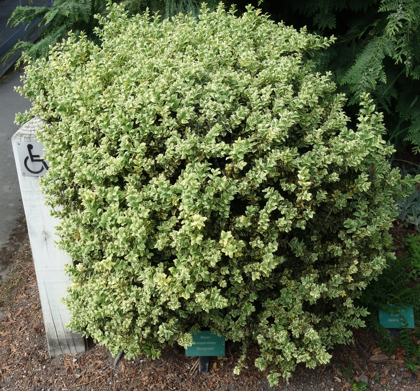 Dwarf English Boxwood (Buxus Sempervirens 'Suffruticosa') — but be careful to avoid overwatering to prevent root rot