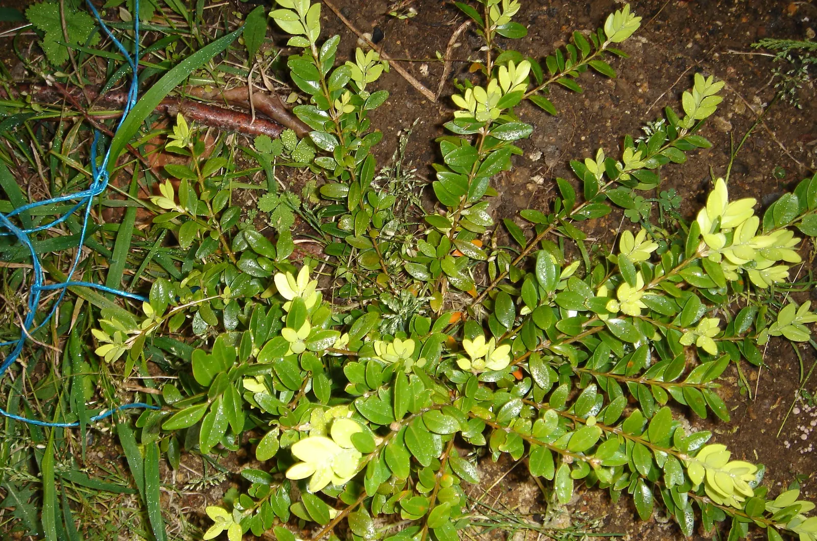 Dwarf English Boxwood (Buxus Sempervirens 'Suffruticosa') — the Dwarf English Boxwood reaches a mature size of about 2 to 3 feet in height and spread; prune
