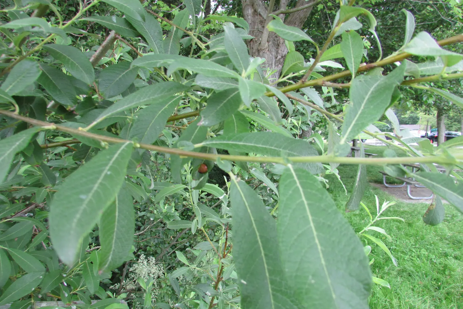 Red Willow (Salix Laevigata) — the Red Willow also offers an abundance of slender