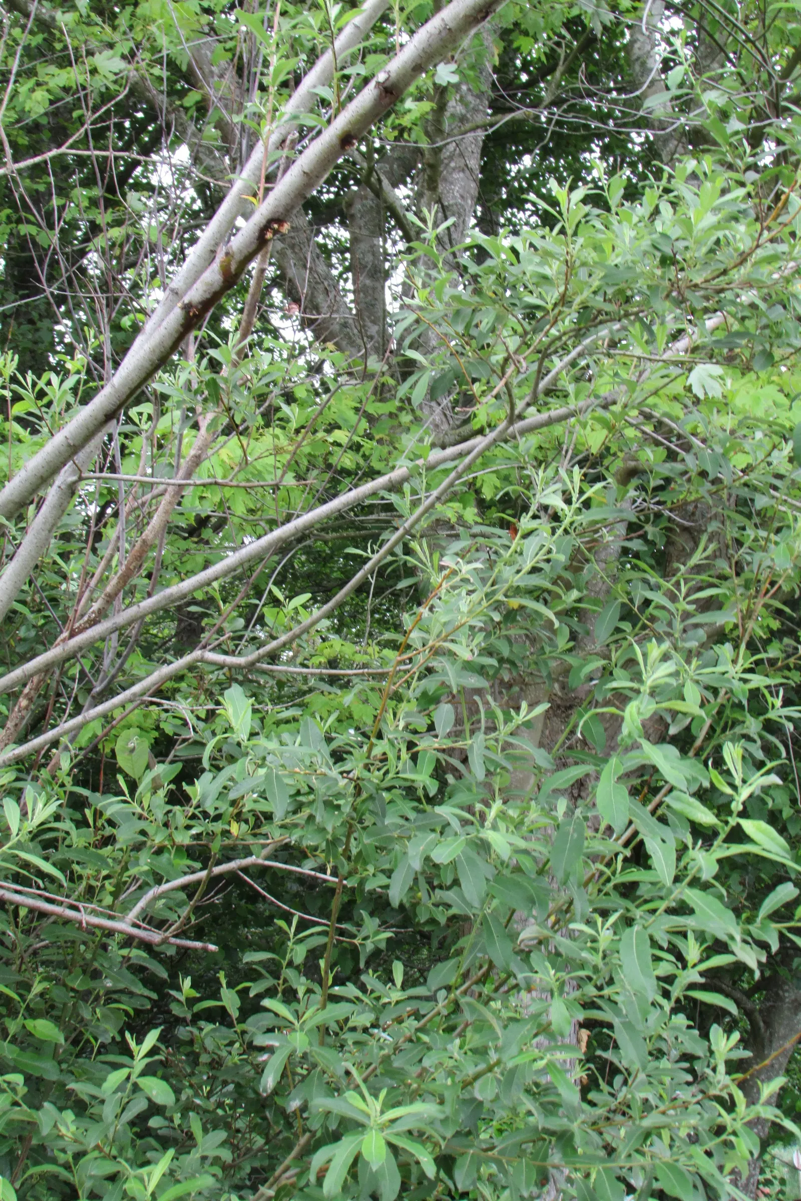 Red Willow (Salix Laevigata) — this native willow thrives in USDA hardiness zones 6 to 10