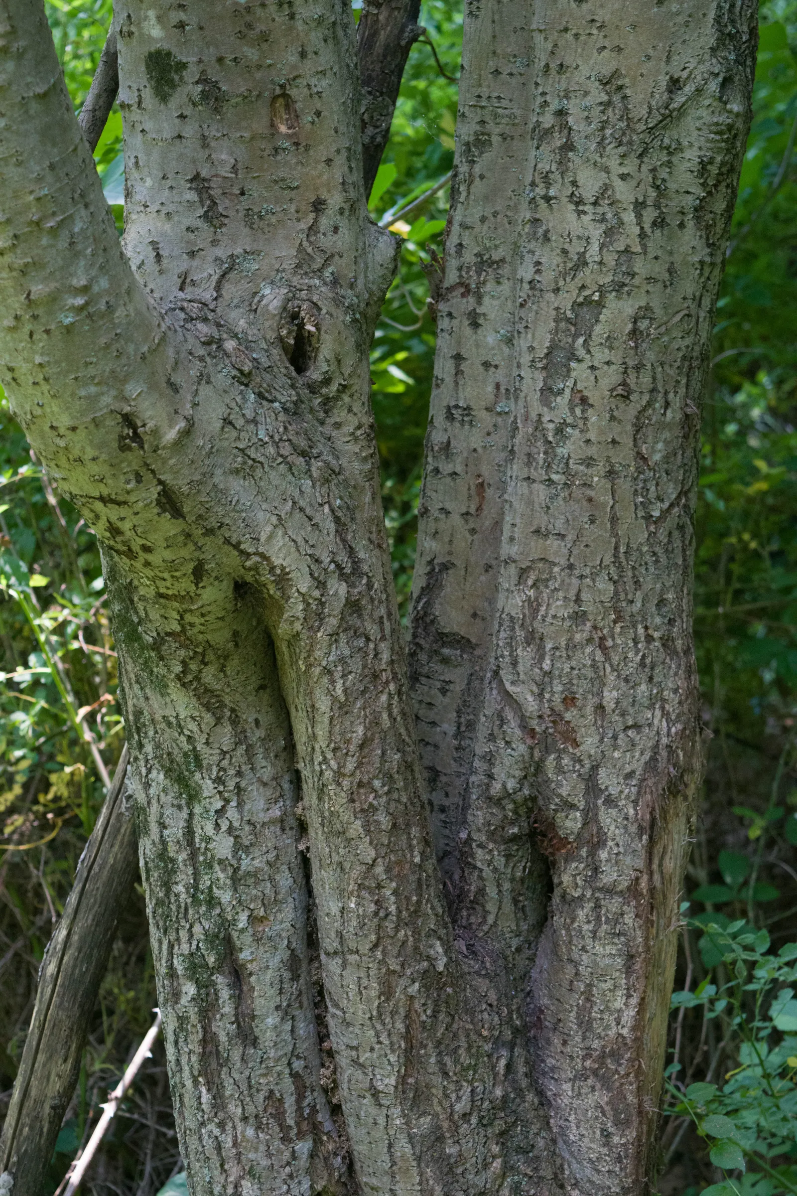 Red Willow (Salix Laevigata) — reddish-brown bark that provides striking winter interest