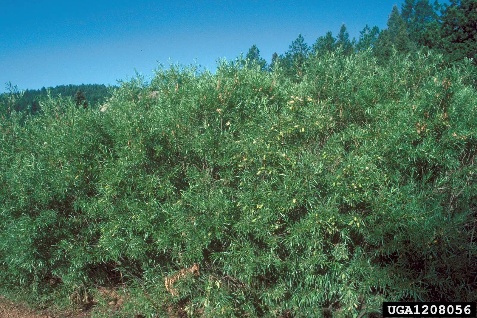 Red Willow (Salix Laevigata) — Hardy in USDA zones 3-8, it adds year-round interest with its catkins in spring and vibrant foliage