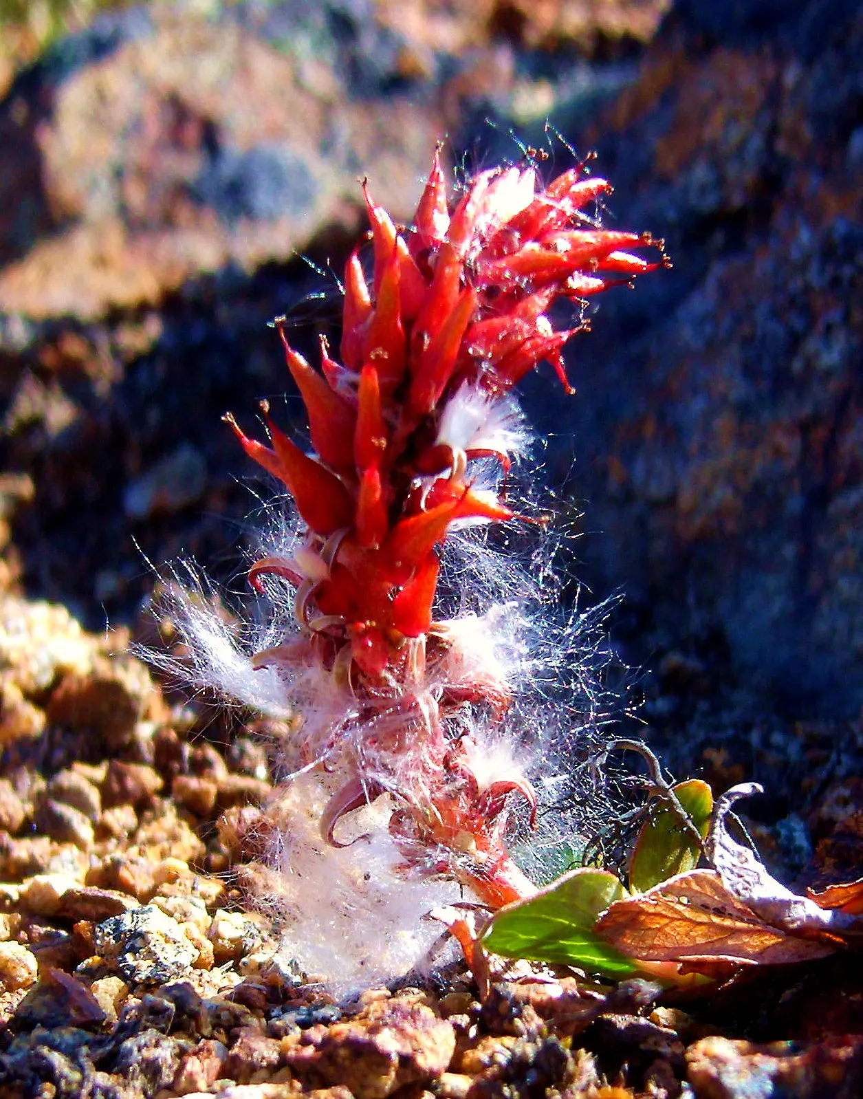Red Willow (Salix Laevigata) — scientifically named Salix laevigata