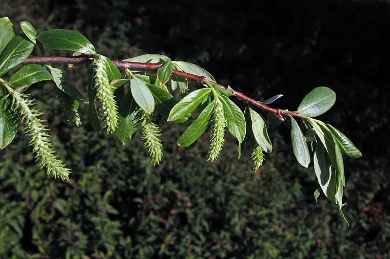 Red Willow (Salix Laevigata) — Growing up to 15 to 30 feet in height with a similar spread