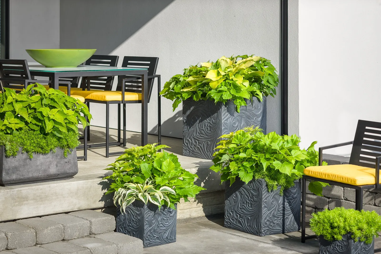 Bewitched Green With Envy™ Sweet Potato Vine (Ipomoea batatas) — it is excellent for containers; where its trailing stems knit together combinations and