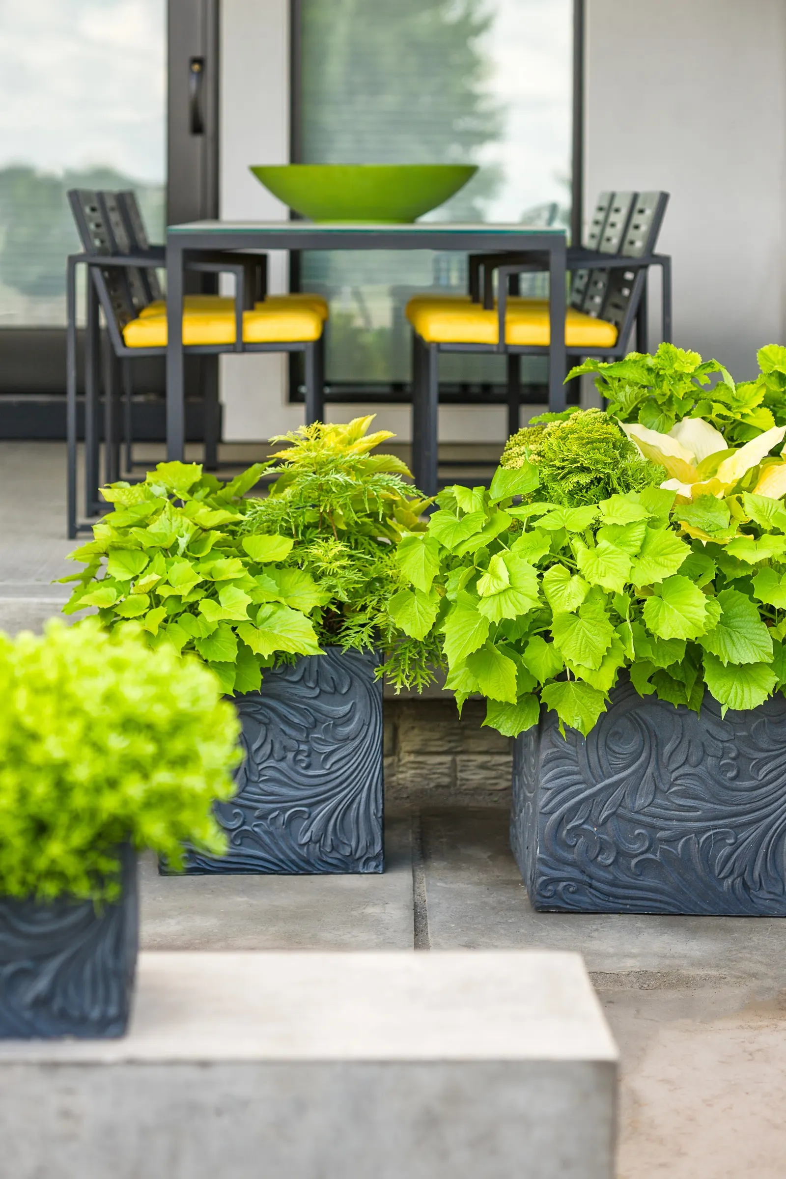 Lime Time® Coleus (Coleus scutellarioides) — Lime Time® Coleus is a brilliant “thriller” for containers