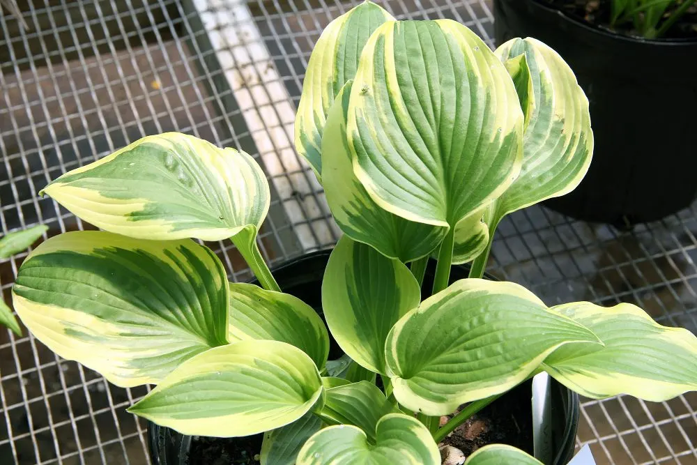 Wide Brim Hosta (Hosta 'Wide Brim') — the Wide Brim Hosta thrives in moist