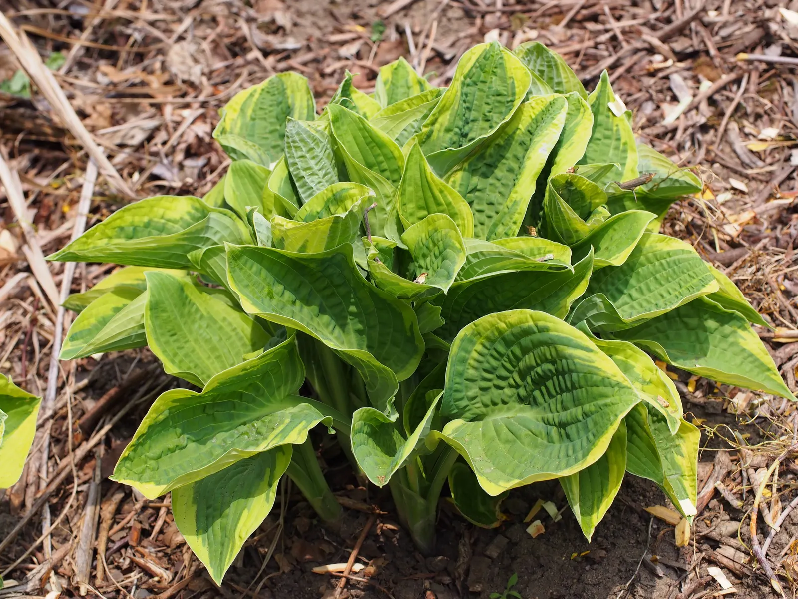 Wide Brim Hosta (Hosta 'Wide Brim') — The Hosta 'Wide Brim' is a perennial favorite known for its striking foliage