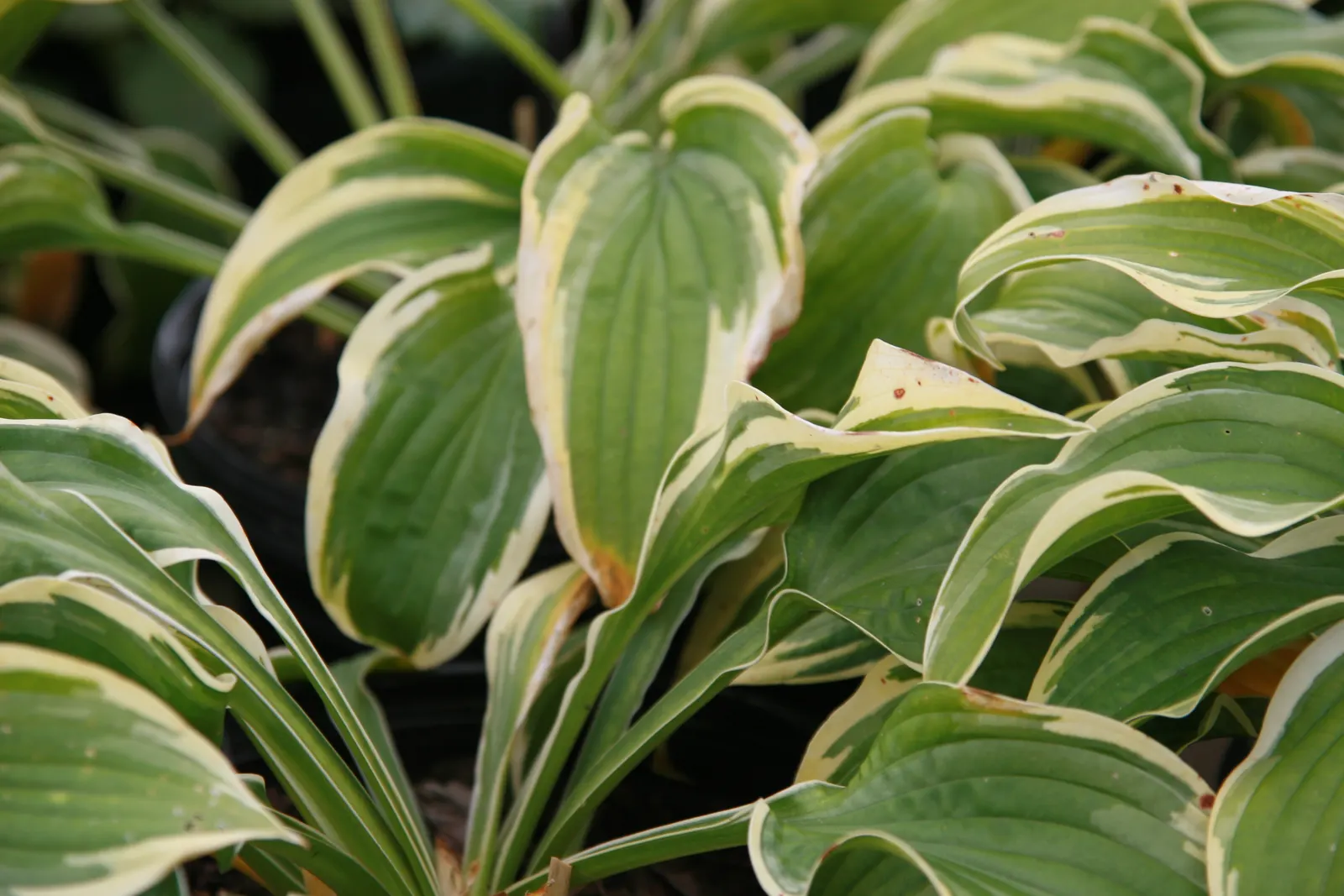 Wide Brim Hosta (Hosta 'Wide Brim') — This cultivar boasts heart-shaped leaves with a unique coloration: each leaf displays a rich